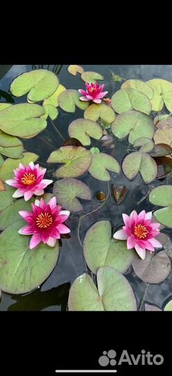 Растения для пруда