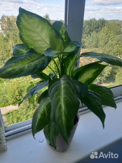 Цветы для дома