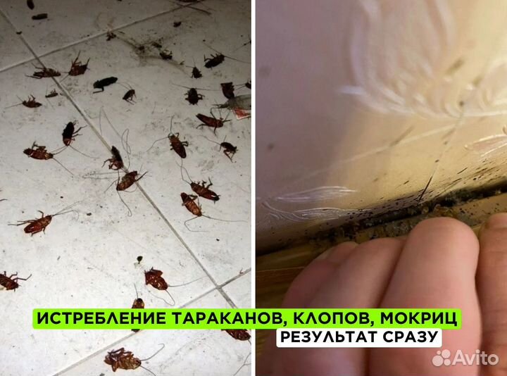 Уничтожение тараканов, клопов / Дезинфекция с гара