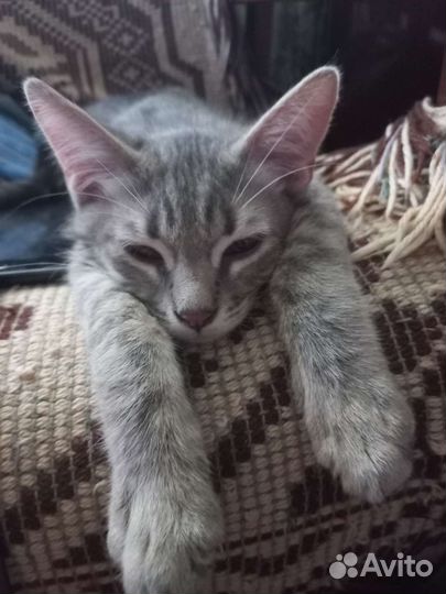 Котяенок в добрые руки