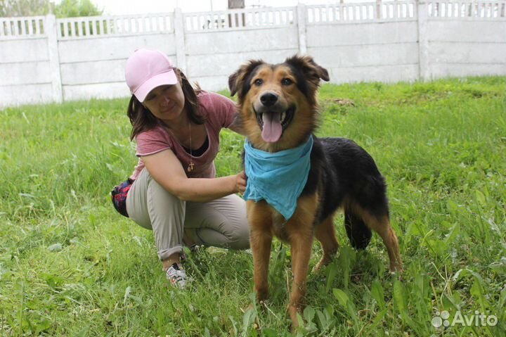 Молодой приютский пёс в поиске дома