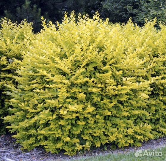 Дерен, Форзиция, Бересклет