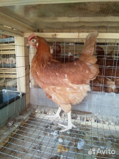 Молодки белые и рыжие