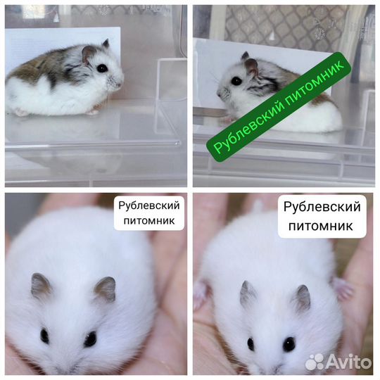 Джунгарский хомяк империал мандарин и стандарт