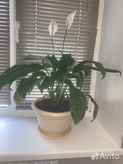 Спатифиллум