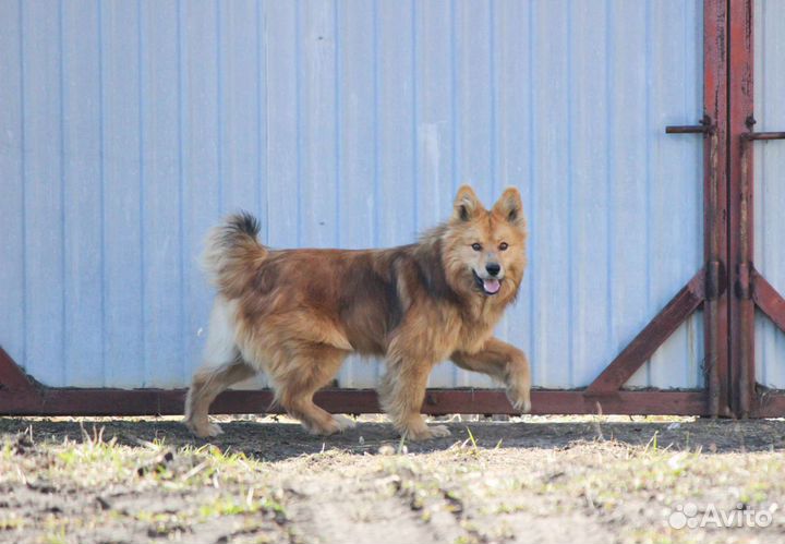 Рыжая б/п собака
