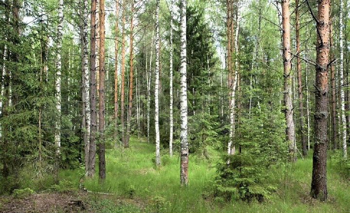 Участок 11,5 сот. (ИЖС)