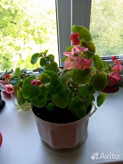 Комнатные цветы