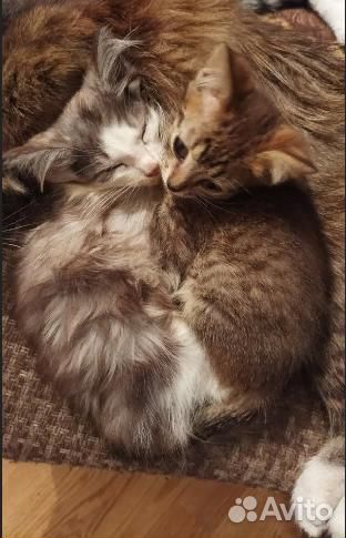 Отдам котят