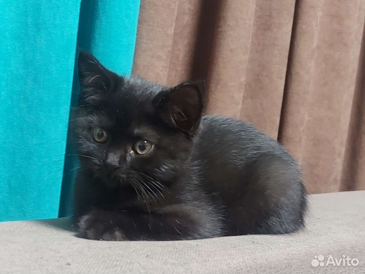 Британские котята