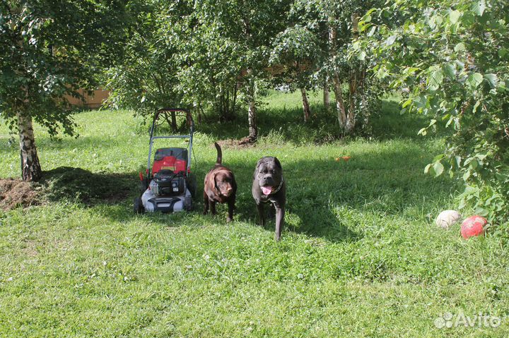 Гостиница для собак