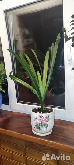 Кливия киноварная