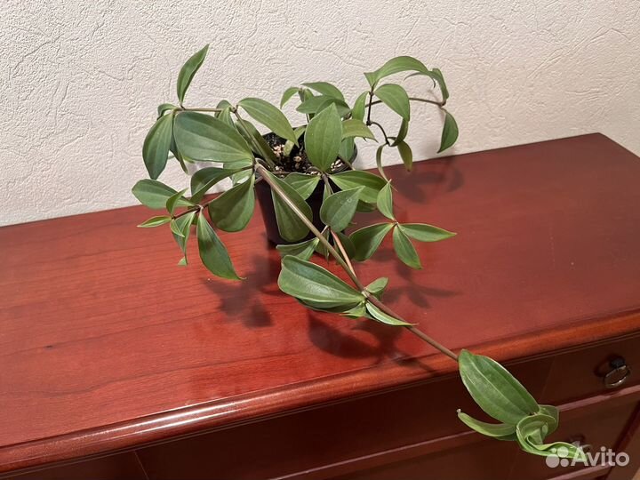 Пеперомия перескиелистная