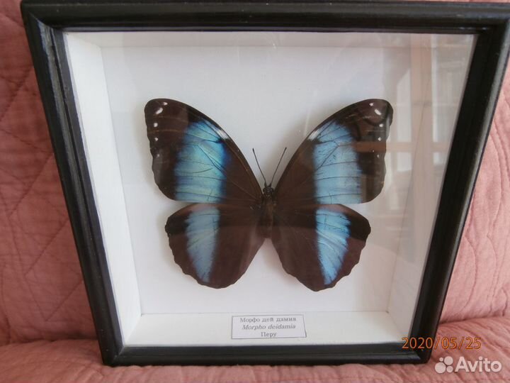 Бабочка Morpho deidamia (Перу)