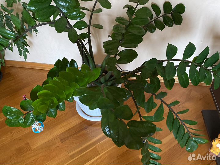 Замиокулькас