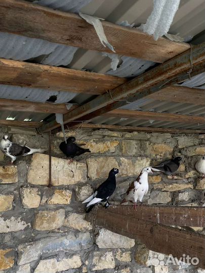 Голуби для свадьб