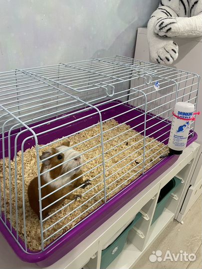 Морская свинка