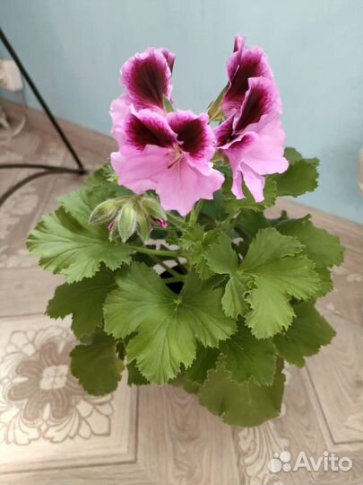 Королевская герань