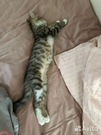 Котенок девочка 4 месяца