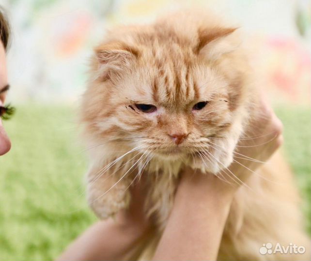 Злата - солнечная кошечка в дар