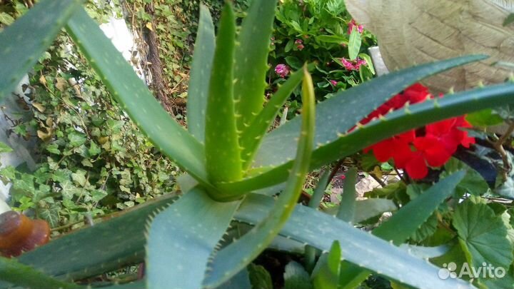 Алоэ 5 летний