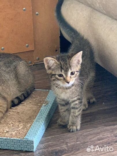 Котëнок в добрые руки