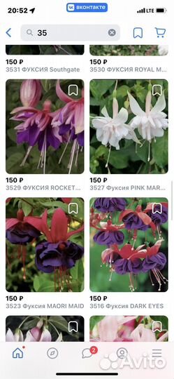 Фуксия в горшке 0,500