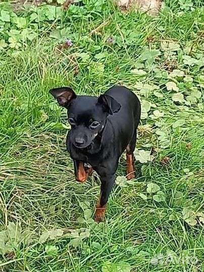 Той-терьер вязка