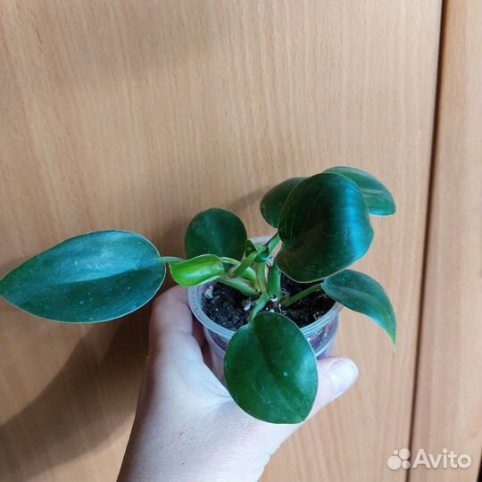 Сингониум,эписция,филодендрон