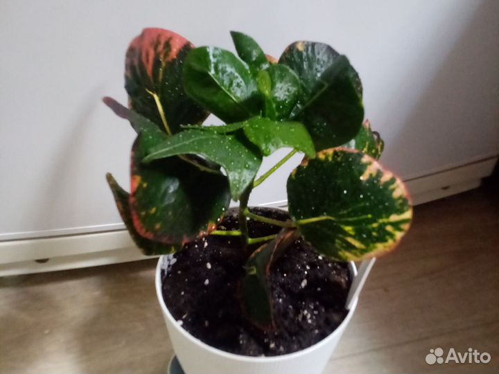 Кротон Тайский