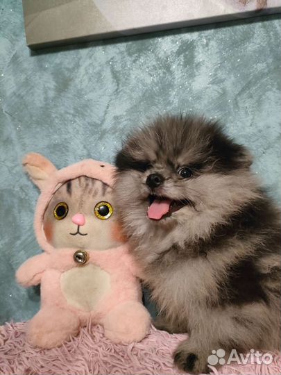 Мальтипу мини F1