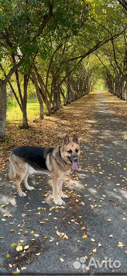 Кобель вео на вязку редкий окрас триколор