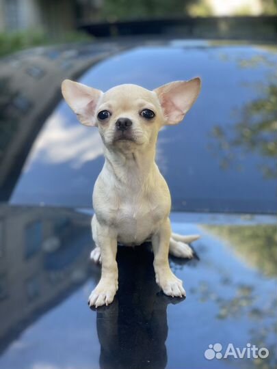 Мальчики и девочки