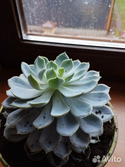 Суккуленты