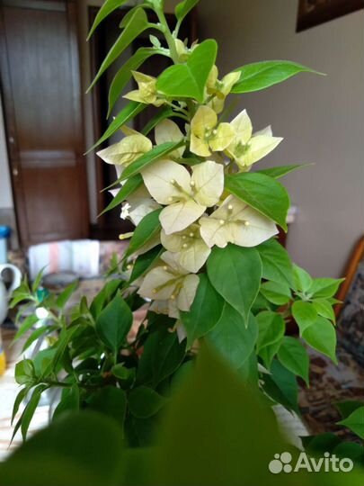 Бугенвиллии