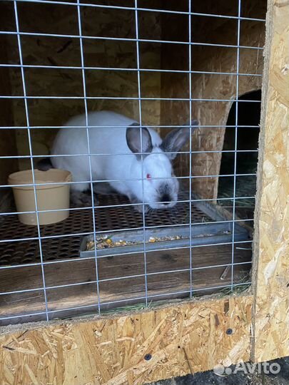 Продам кроликов