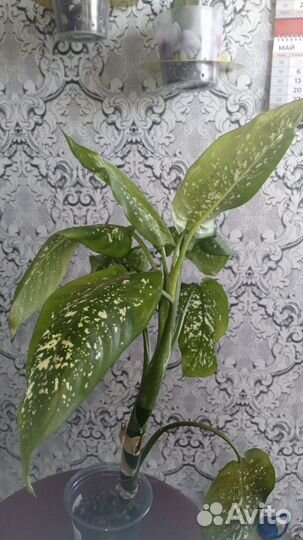 Диффенбахия