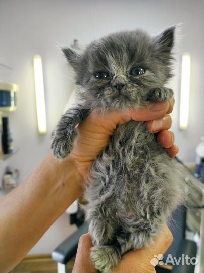 Кошечка в добрые руки