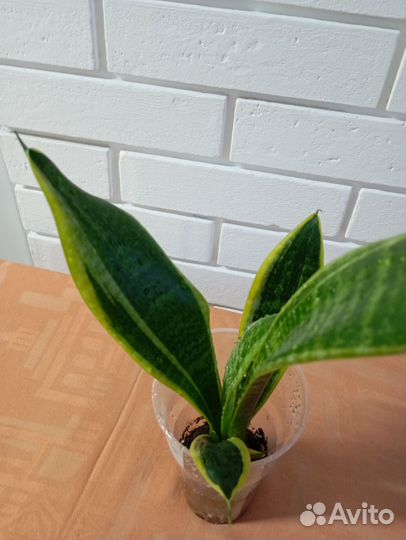 Домашние растения