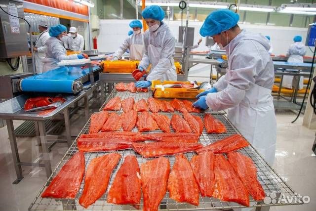 Обработчик красной рыбы зп за месяц