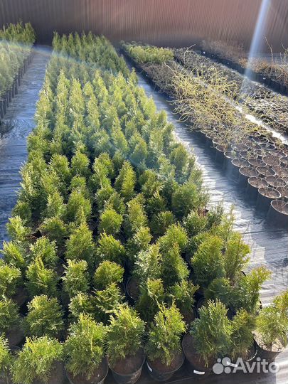 Туя смарагд