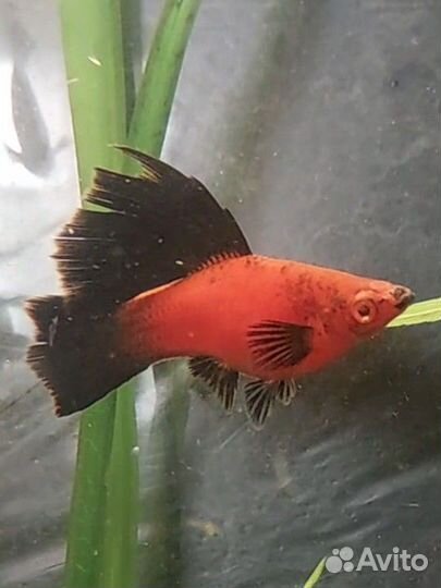 Гурами, скалярии, моллинезия лира, меченосец