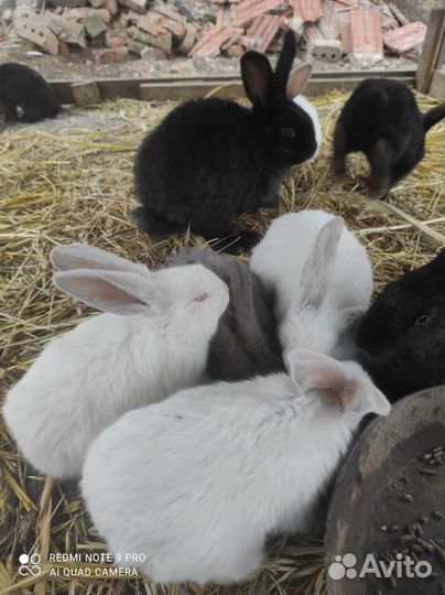 Крольчата