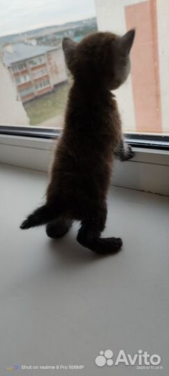 Кошки бесплатно