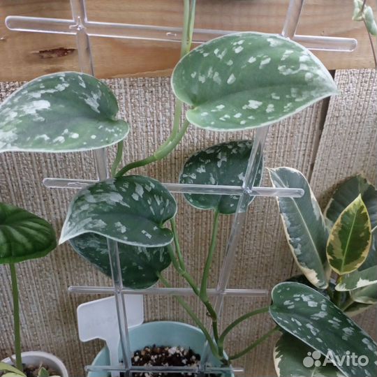 Сциндапсус сильвер энн