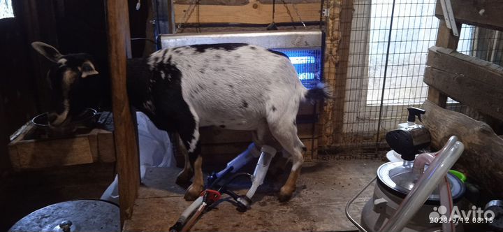 Козье молоко