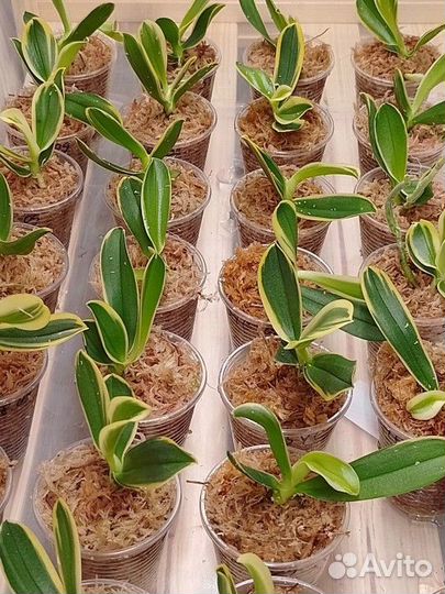 Орхидея Magic leaf