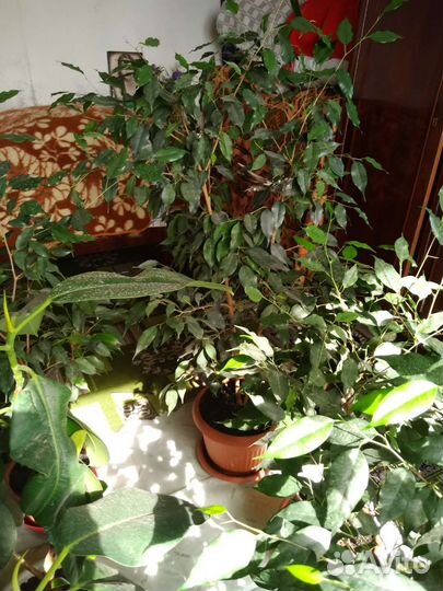 Комнатные цветы шефлера