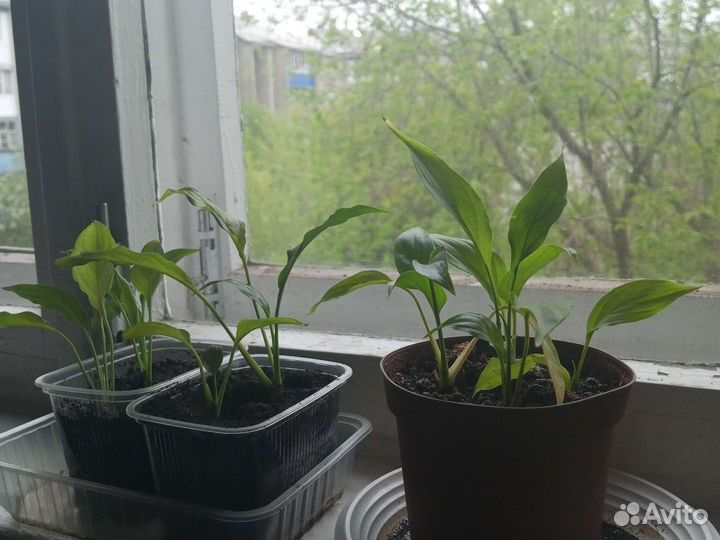 Цветок женское счастье