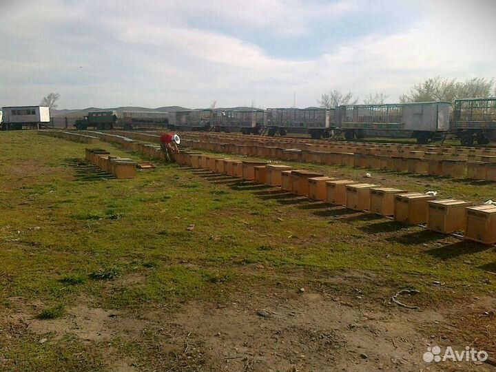 Пчелы Пчелопакеты. Карпеткам Каринка Белфаст